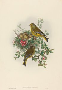 Greenfinch
