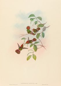 Spangled Coquette (Lophornas reginae) by John Gould and H.C. Richter