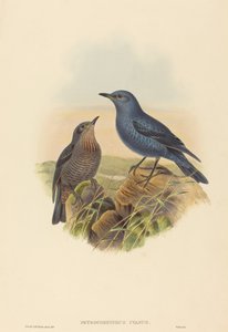Blue Rockthrush