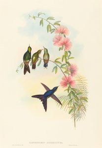 Small-billed Thornbill by John Gould and H.C. Richter