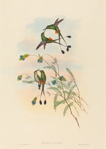 Spathura peruana (Peruvian Racket-Tail)
