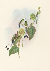 White-footed Racket-Tail