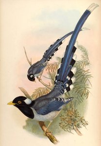 Yellow-billed Blue Magpie Urocissa flavirostris (Blyth)