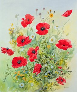 Poppies and Mayweed