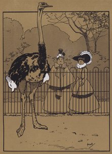 Ostrich Feathers