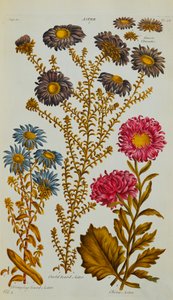 Aster by John Hill
