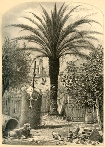 Scene in St. Augustine - The Date Palm