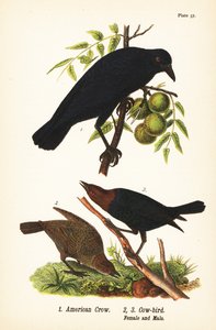 American Crow and Brown-headed Cowbird by John James (after) Audubon
