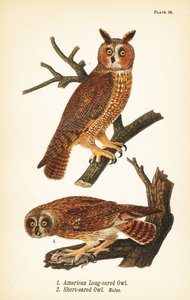 American long-eared owl, Asio otus, and short-eared owl with prey, Asio flammeus, males by John James (after) Audubon