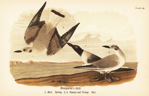 Bonaparte’s Gull by John James (after) Audubon