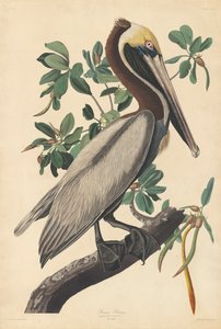 Brown Pelican by John James (after) Audubon