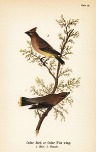 Cedar Waxwing, Male and Female by John James (after) Audubon