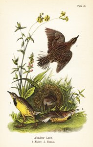 Eastern Meadowlark by John James (after) Audubon