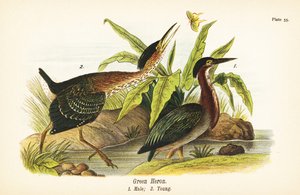 Green Heron, Male and Young