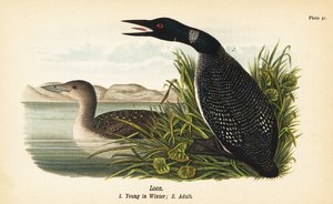 Loon, Young in Winter and Adult