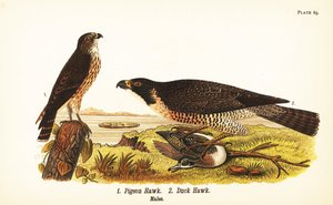 Merlin and peregrine falcon with duck by John James (after) Audubon