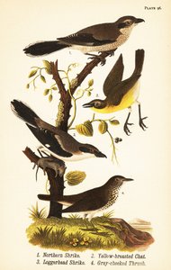 Northern shrike, Lanius borealis, yellow-breasted chat, Icteria virens, loggerhead shrike, Lanius ludovicianus