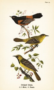 Orchard Oriole by John James (after) Audubon