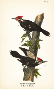 Pileated Woodpecker by John James (after) Audubon