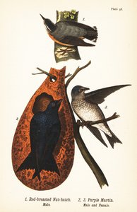 Red-breasted Nuthatch and Purple Martin