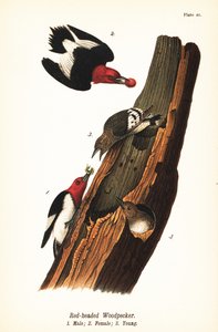 Red-headed Woodpecker by John James (after) Audubon