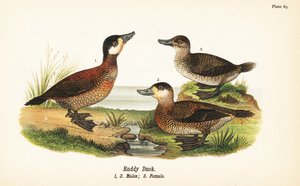 Ruddy Duck, Males and Female by John James (after) Audubon