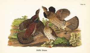 Ruffed Grouse