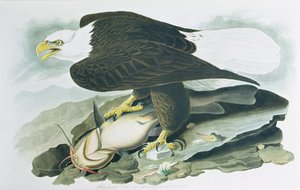 The Bald-Headed Eagle from Birds of America by John James (after) Audubon
