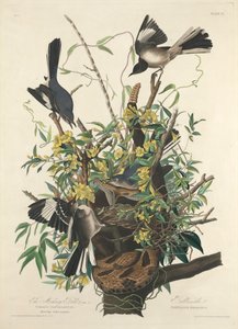 The Mocking Bird