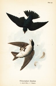Tree Swallow