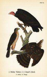 Turkey Vulture and Cooper’s Hawk by John James (after) Audubon