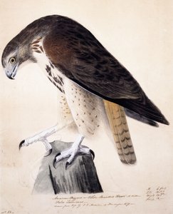 American Buzzard or White Breasted Hawk by John James Audubon