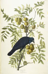 American Crow by John James Audubon
