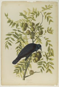 American Crow by John James Audubon