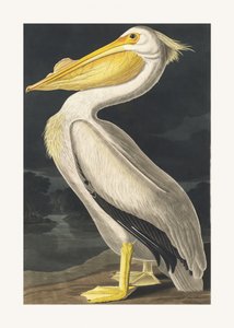 American White Pelican from Birds of America (1827) by John James Audubon