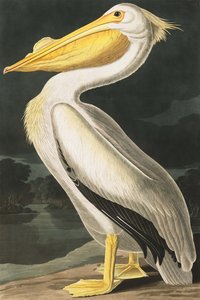 American White Pelican, Pelecanus Erythrorhynchos, from 