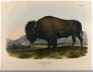 American bison or buffalo by John James Audubon