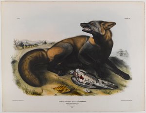 American Cross Fox by John James Audubon