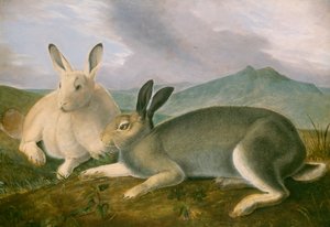 Arctic Hare