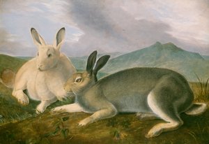 Arctic Hare