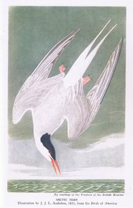 Arctic Tern