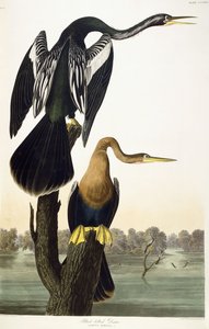 Black-bellied Darter by John James Audubon