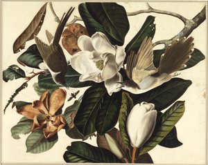 Black-billed cuckoo, 1822