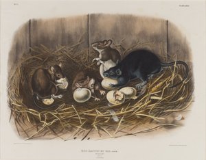 Black Rat by John James Audubon