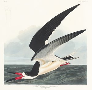 Black Skimmer from Birds of America (1827)
