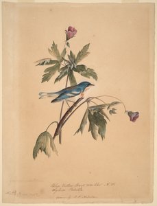 Blue Yellow Back Warbler by John James Audubon
