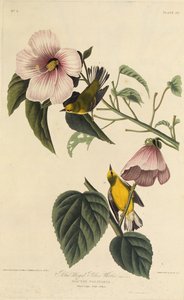 Blue Winged Yellow Warbler. From The Birds of America