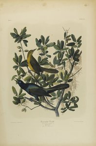 Boat-tailed Grackle