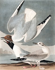 Bonapartian Gull, Larus Bonapartii, from 