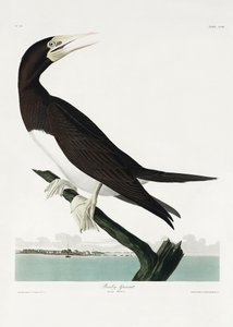Booby Gannet from Birds of America (1827) by John James Audubon
